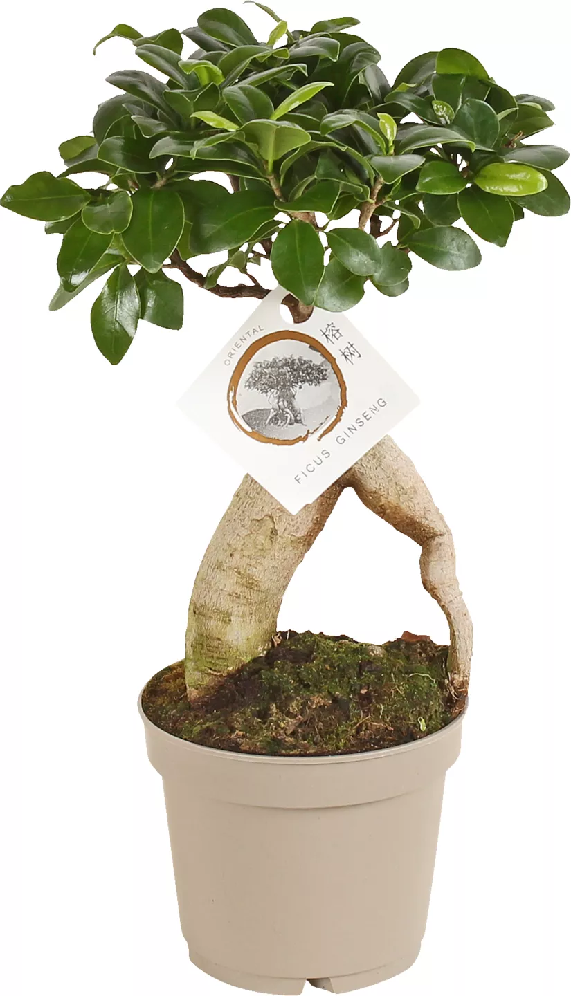 Ficus 24 cm