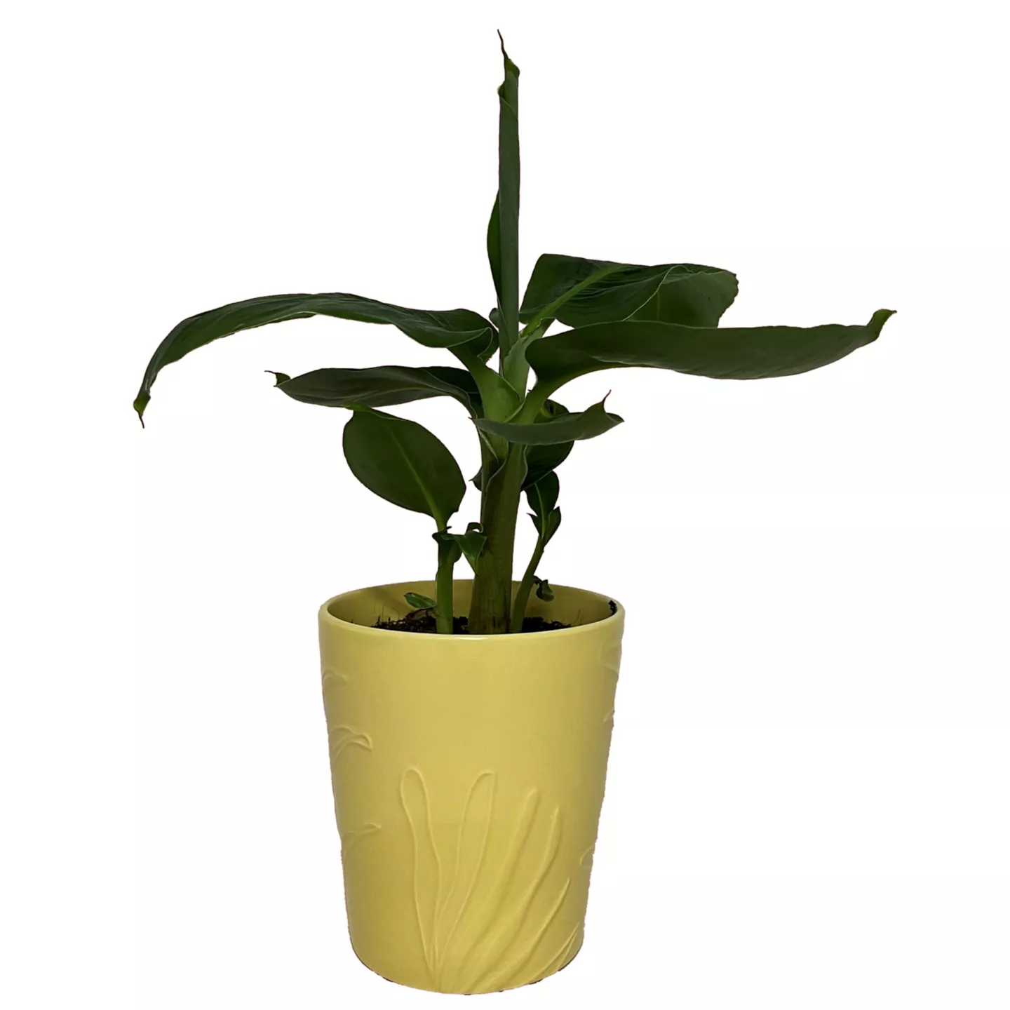 Crizant Ro 12-13 cm