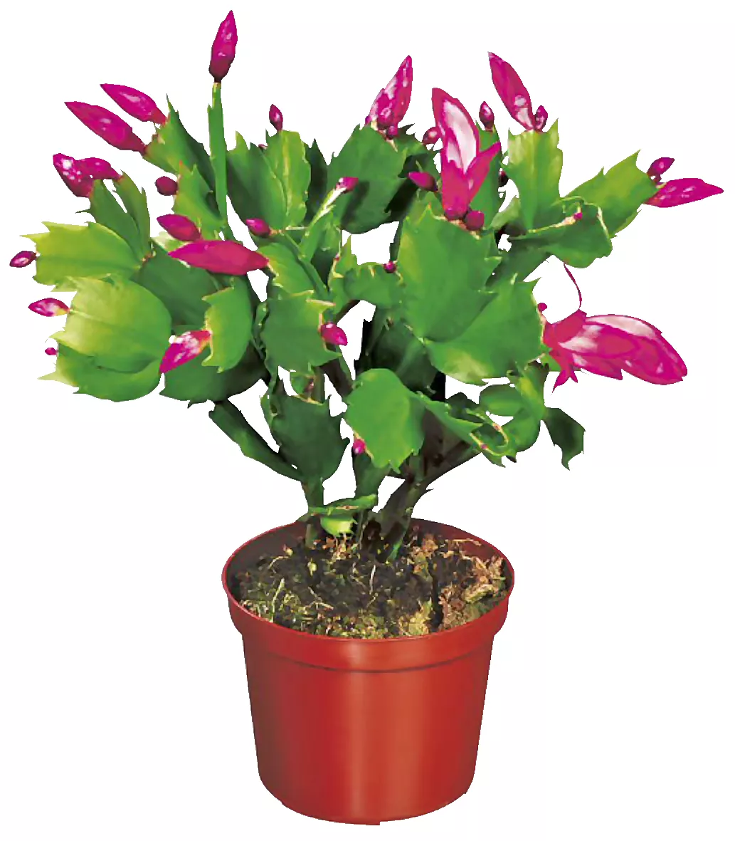 Mini Schlumbergera