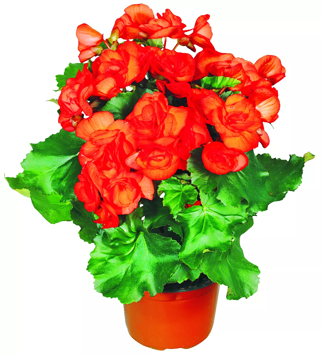 Ficus Ceramic 12cm