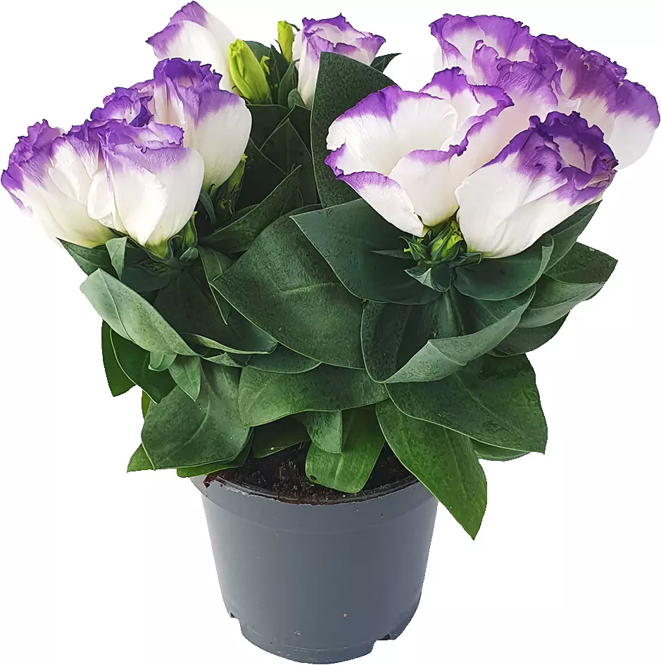 Eustoma Deco 13 cm