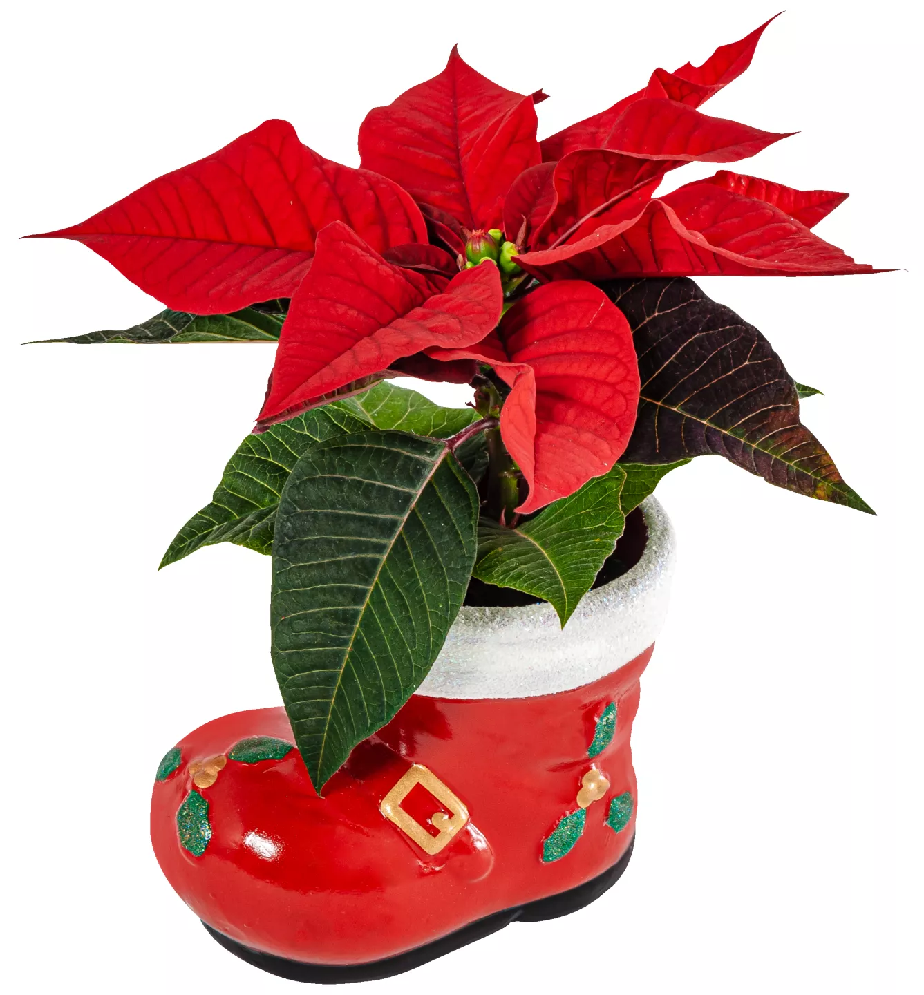 Mix Plante