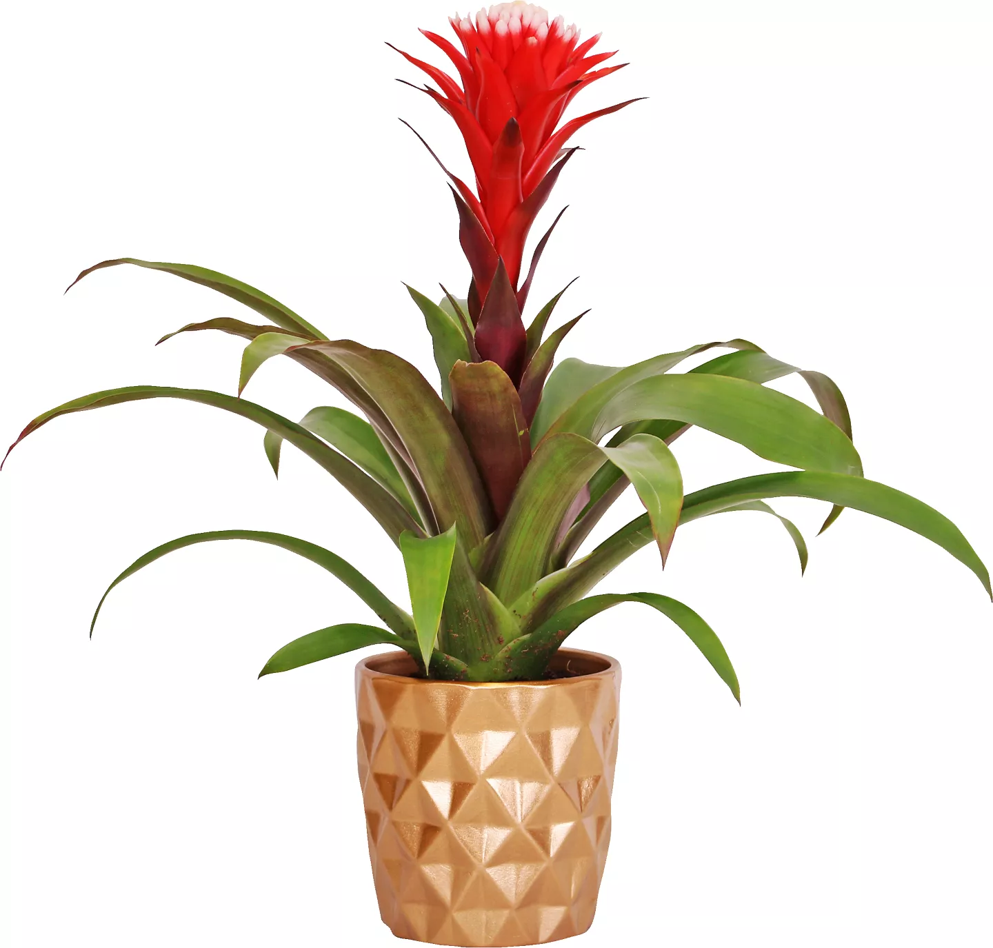 Phal 1 Fir Vas Cer
