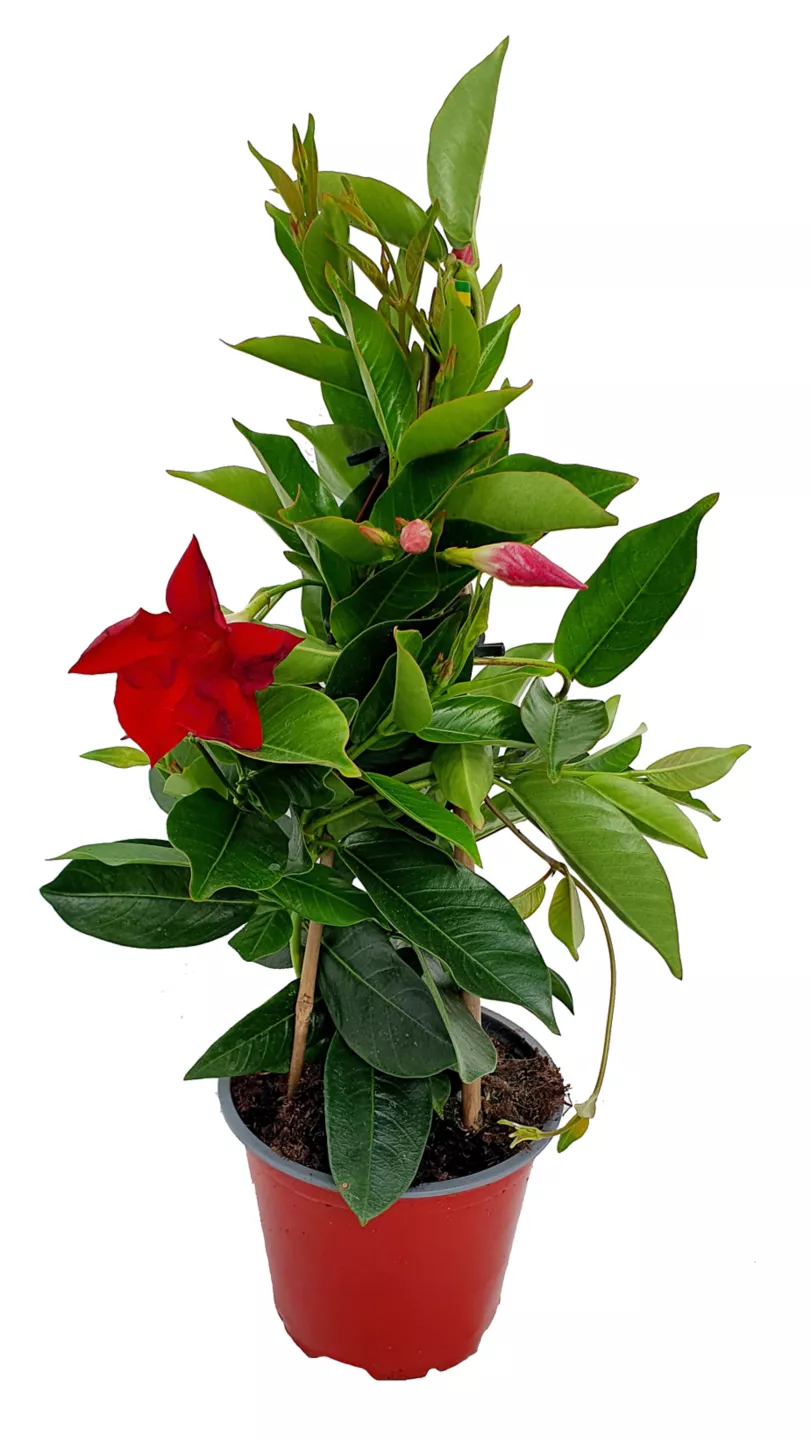 Primula 10