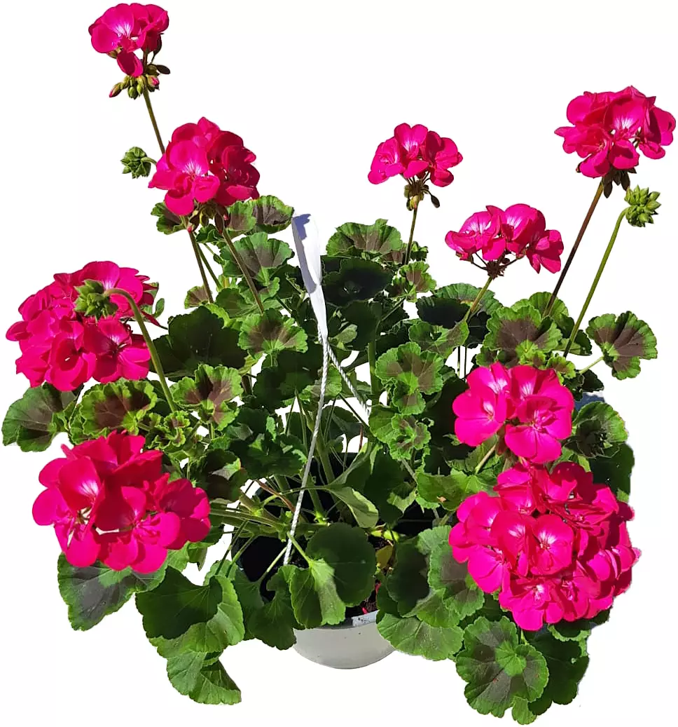 Muscata curgatoare Pelargonium muscata
