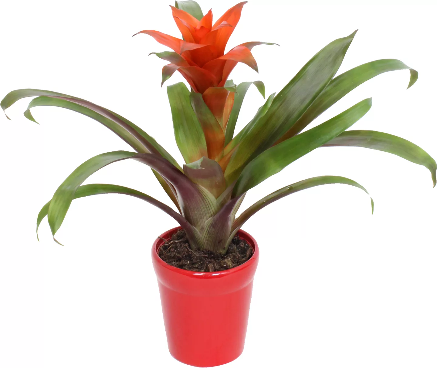 Guzmania Ceramic