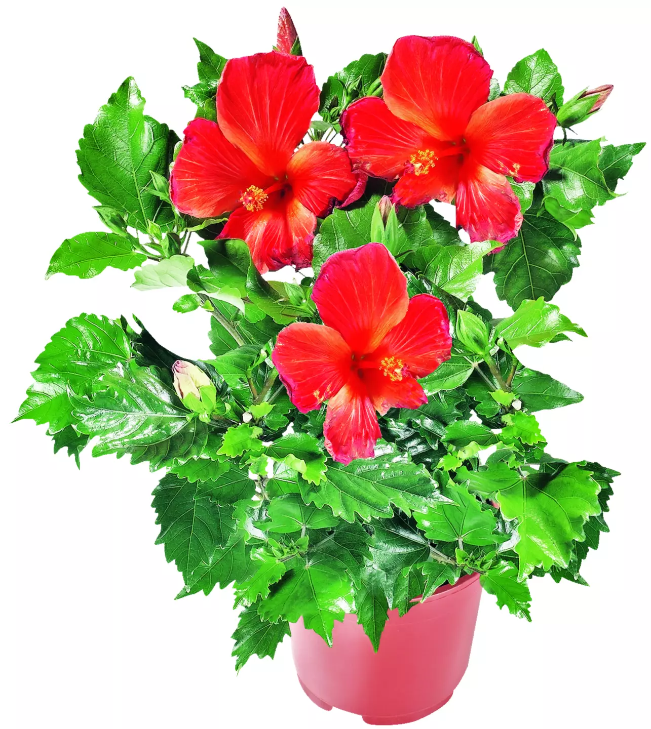 Hibiscus Hibiscus