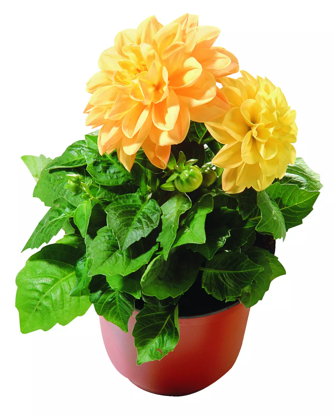 Dalia Dalia