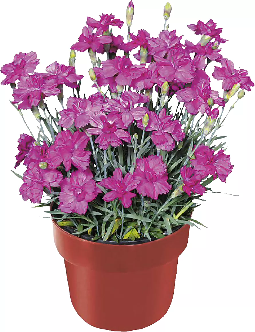 Garofita-dianthus Dianthus  - Garofița