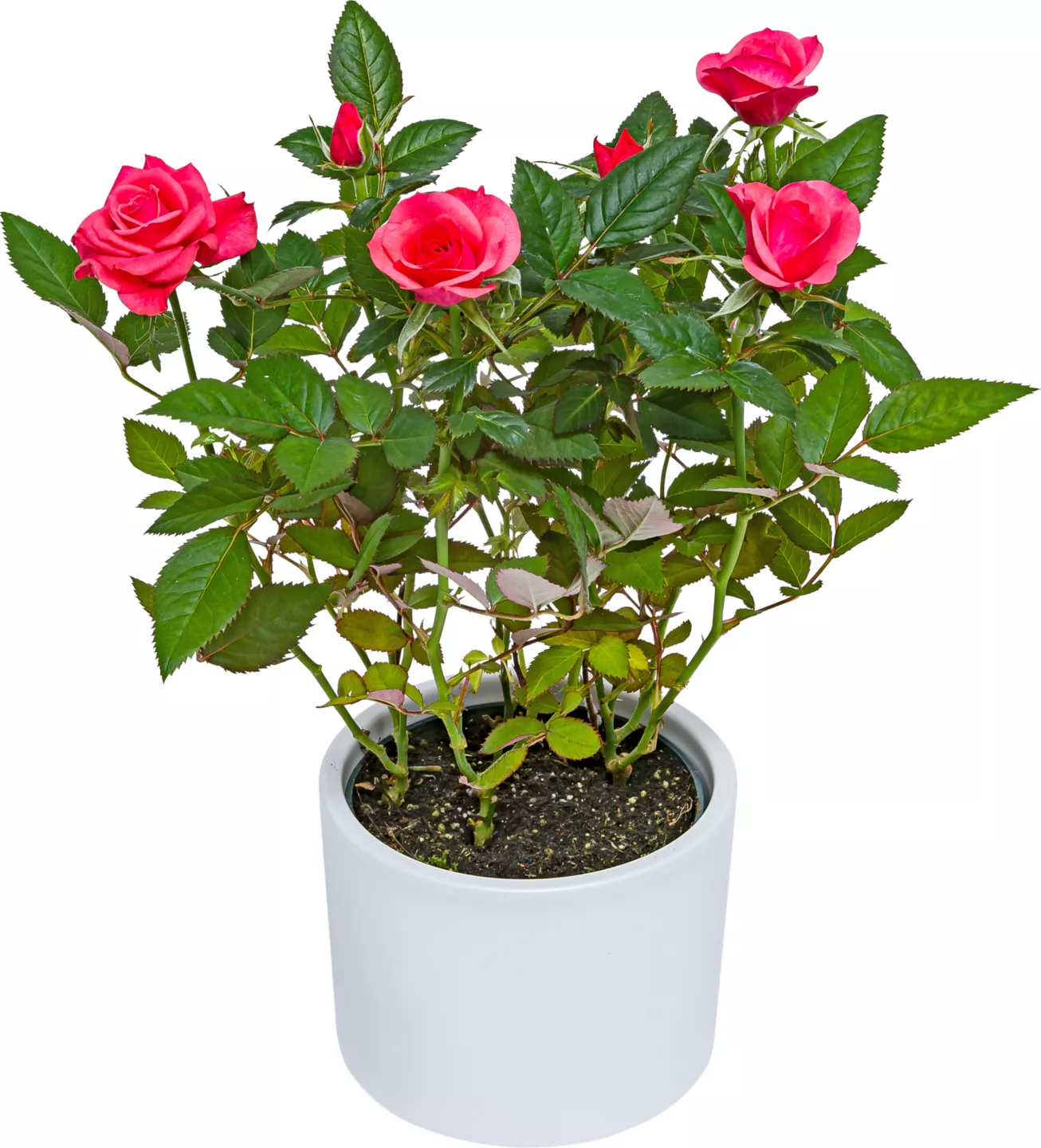 Rosa trandafir Rosa trandafir