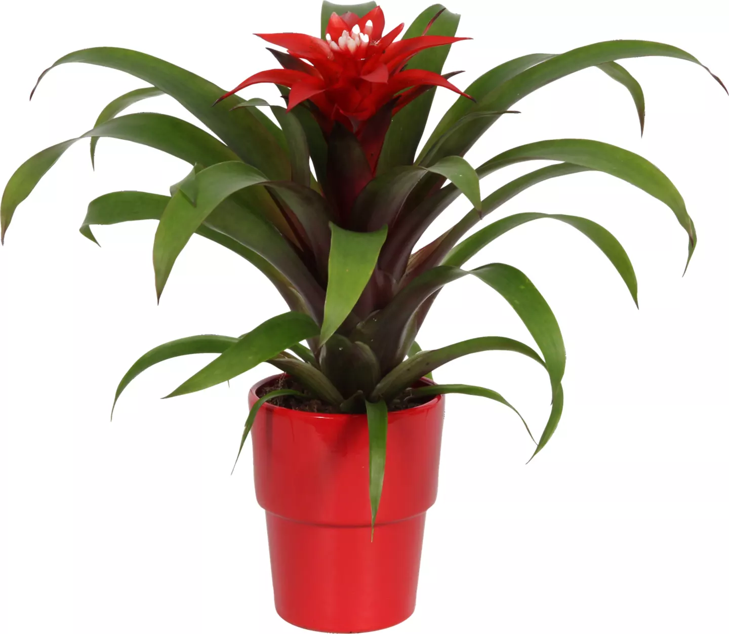 Guzmania vas ceramic 12 cm